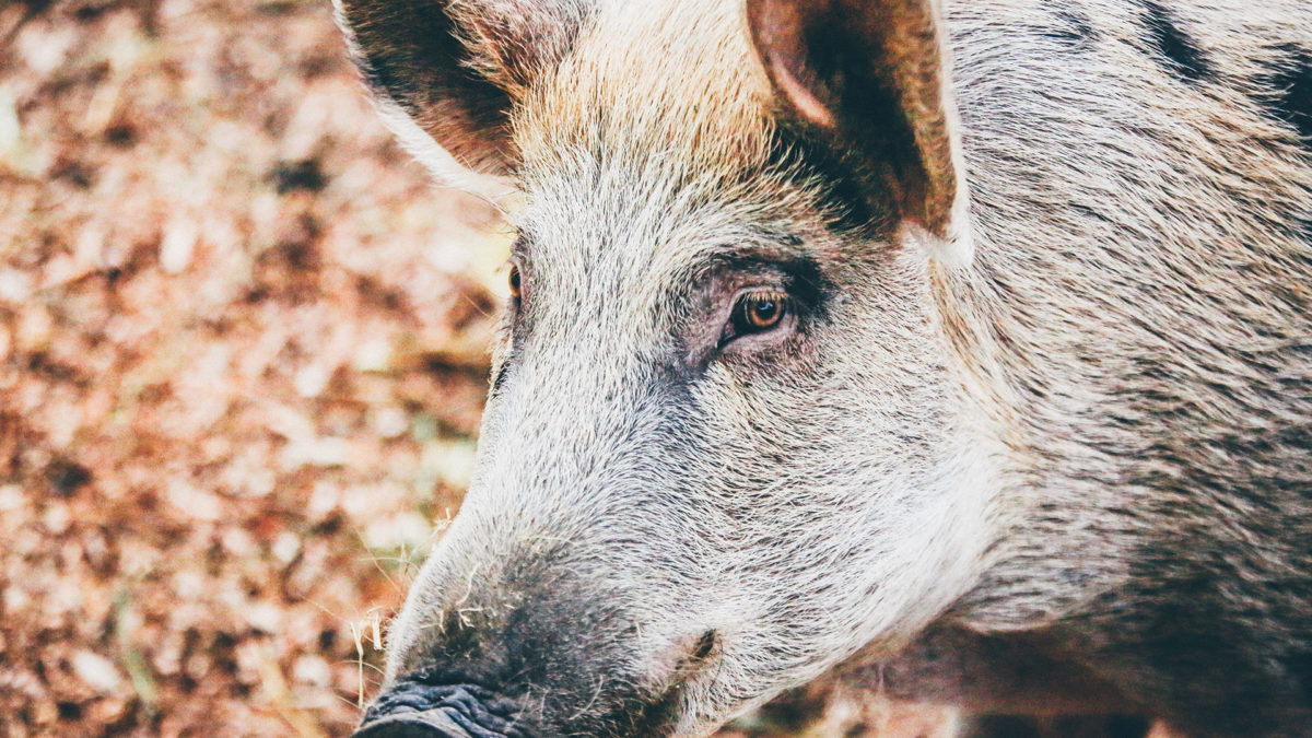 Austin Real Estate - Feral Hogs